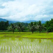 Northern Thailand - Green rice fields with palm trees and misty mountains in the background in Northern Thailand.