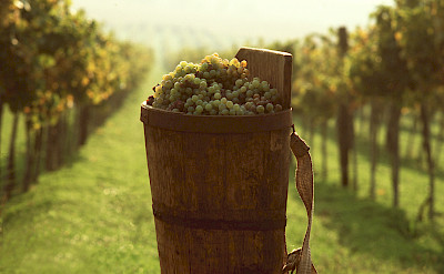 Harvesting the grapes for wine in Tokaj, Hungary.