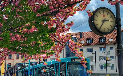 Blossoms along the tramway, Frankfurt, Germany. Unsplash@Kiran Reddy