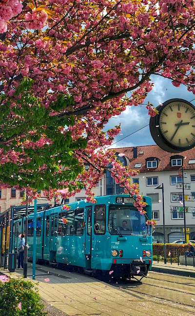 Blossoms along the tramway, Frankfurt, Germany. Unsplash@Kiran Reddy