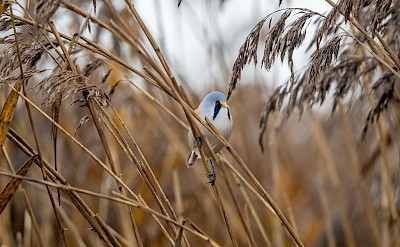 Blue bird on the Island of Texel, Netherlands. Unsplash@Jonny Gios