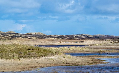 Geese, Island of Terschelling, Netherlands. Unsplash@Wim Van T Einde