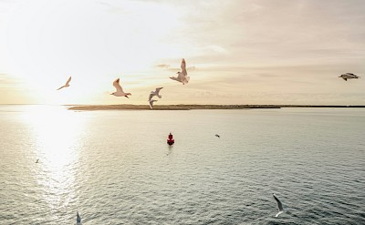 Seagulls in the sky, Island of Texel, Netherlands. Unsplash@Joppe Spaa