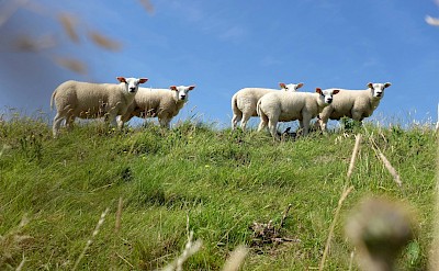 Sheep on the Island of Texel, Netherlands. Unsplash@Stephan Frolov