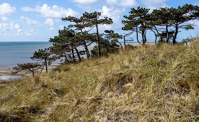 Trees above the dunes, Island of Terschelling, Netherlands. Unsplash@Wim Van T Einde