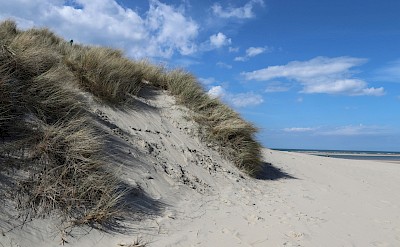 White sand dunes, Island of Texel, Netherlands. Unsplash@Julia Taubitz