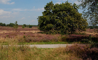 Hoge Veluwe National Park in the Netherlands.