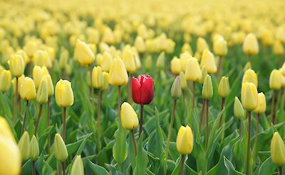 Tulip fields are fun in early Spring in Holland! Unsplash:Rupert Britton