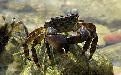 Crabs in Novigrad. Photo via Flickr:Alberto Gremese
