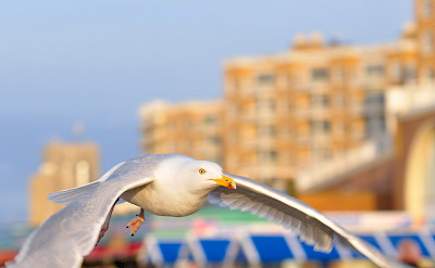 Albatross in Scheveningen, South Holland, the Netherlands. Flickr:Random_fotos
