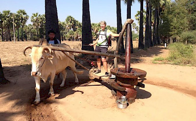 Hennie is showing us how peanut oil is made here en route from Popa Mountain to Bagan, Myanmar.