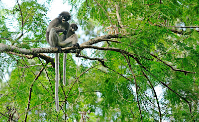 Dusky Langur monkey at Kaeng Krachan National Park in Thailand. Photo via Flickr:tontantravel