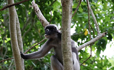 Monkey in Kaeng Krachan, Thailand bike tour. Unsplash@Nino Steffen