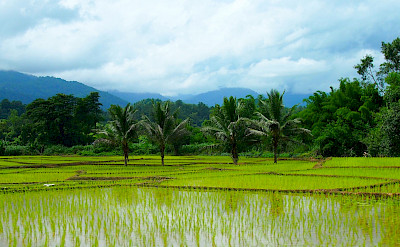 Rice fields in Thailand. Photo via Flickr:momo