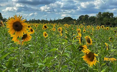 Sunflower fields surround the historic town of Ladenburg. unsplash@bernd dittrich