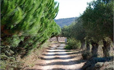 A road along the Blue Coast of Portugal.