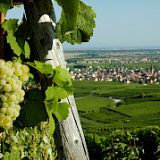 Pearls of the Alsace Wine Route Photo