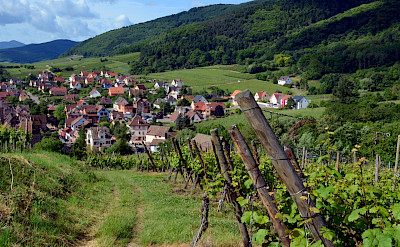 Vineyards around Riquewihr, Alsace, France. Flickr:Pug Girl