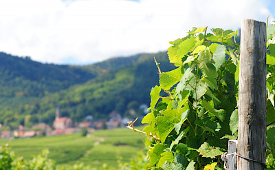 Vineyards surrounding Eguisheim, Alsace, France. Flickr:Ed Clayton
