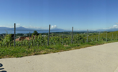 Vineyards and bike paths along Lake Geneva, Switzerland. Flickr:Henk Bekker