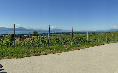 Biking Lake Geneva with her vineyards in Switzerland. Flickr:Henk Bekker