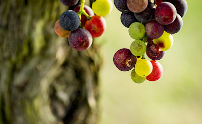 Good wine comes from good grapes. Bordeaux, France. Flickr:Paul Tridon