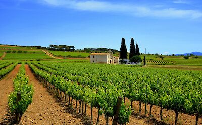 Wine estates in Catalonia, Spain. Flickr:Angela Llop