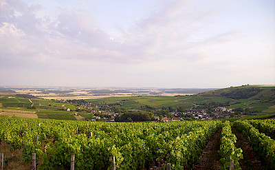 Many rolling vineyards within the Cheverny and Loire Valley regions. Photo via Flickr:Jean-Pierre