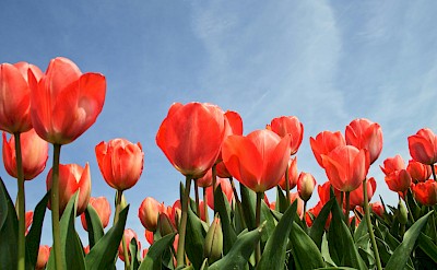 Field of red tulips, Netherlands. Unsplash:Esther Gorlee