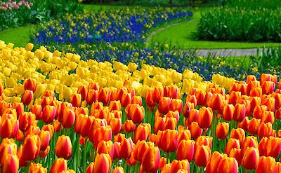 Keukenhof tulips! Flickr:Adriano Aurelio Araujo