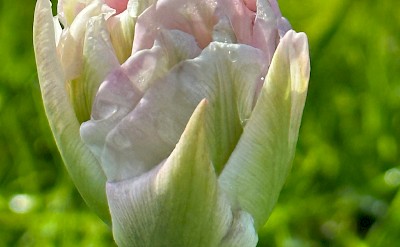 Light pink tulip, Netherlands. Unsplash:Circe Mears