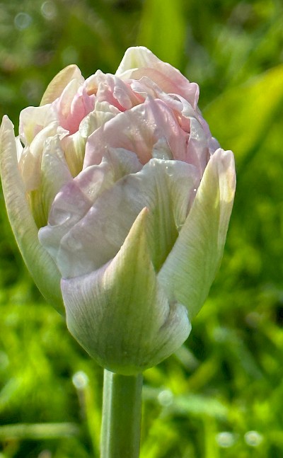 Light pink tulip, Netherlands. Unsplash:Circe Mears