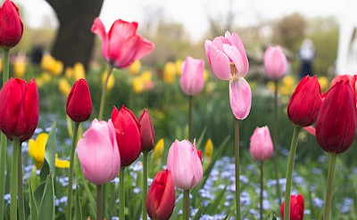 Pink and red tulips, Netherlands. Unsplash:Aryan