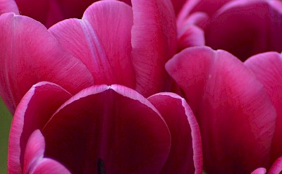 Pink tulips, Netherlands. Unsplash:David Trinks