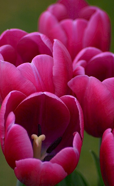 Pink tulips, Netherlands. Unsplash:David Trinks