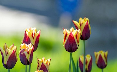 Red and yellow tulips, Netherlands. Unsplash:Eddie Lau