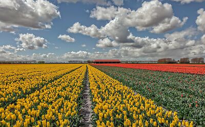 Tulip fields in Holland. ©Hollandfotograaf