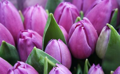 Tulips in the Netherlands. Unsplash:Sylwia forysinska