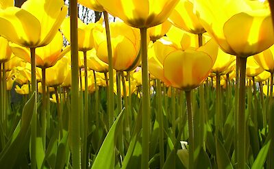 Yellow tulips at the Keukenhof, South Holland, the Netherlands. Flickr:Börkur Sigurbjörnsson