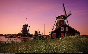 Dutch Delights: Slow Travel, Windmills, and Tulips