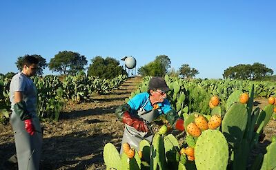 A visit to the prickly pear farm. topbc