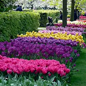 Family Friendly Holland Photo