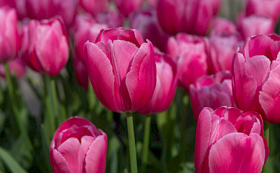 Pink tulips in the Netherlands. Flickr:Nikontino 52.269502, 5.543289