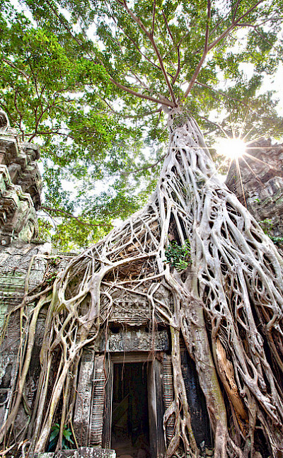 Ta Prohm - the temple at Angkor, Siem Reap Province, Cambodia. Flickr:Lisa Bettany