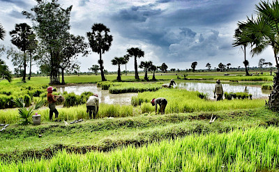 Workers in the rice paddies at Siem Reap, Cambodia. Flickr:ND Strupler