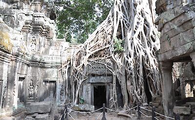 Ta Prohm Temple made famous by Tomb Raider in Angkor, Siem Reap Province, Cambodia. Flickr:Jorge Láscar