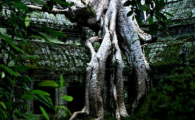 Tree roots growing through a temple in Angkor Wat, Cambodia bike tour. Unsplash@Edmund Lou