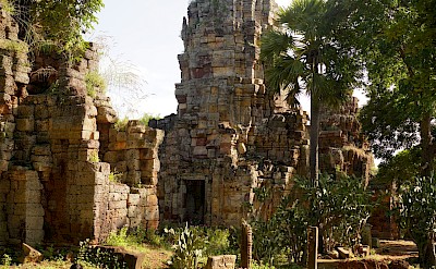 Trees around the ruins of Angkor Wat, Cambodia bike tour. Unsplash@Nils B