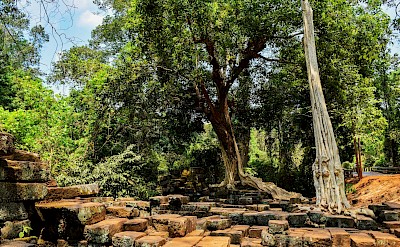 Trees growing through the stones at Angkor Wat, Cambodia bike tour. Unsplash@Pou Neang