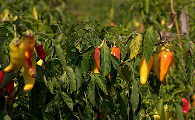 Hot peppers on Halkidiki Peninsula, Greece. Flickr:Marcus